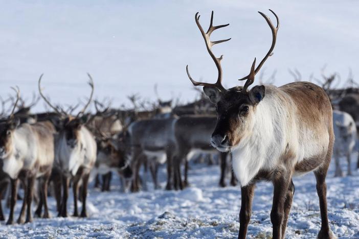 See how a herd of reindeer move together like a swirling cyclone as a form of defense.