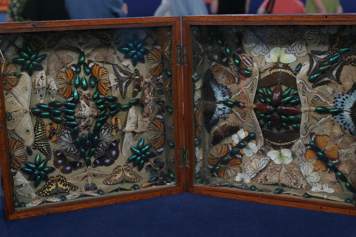 Appraisal: Victorian Insect Collage, ca. 1870