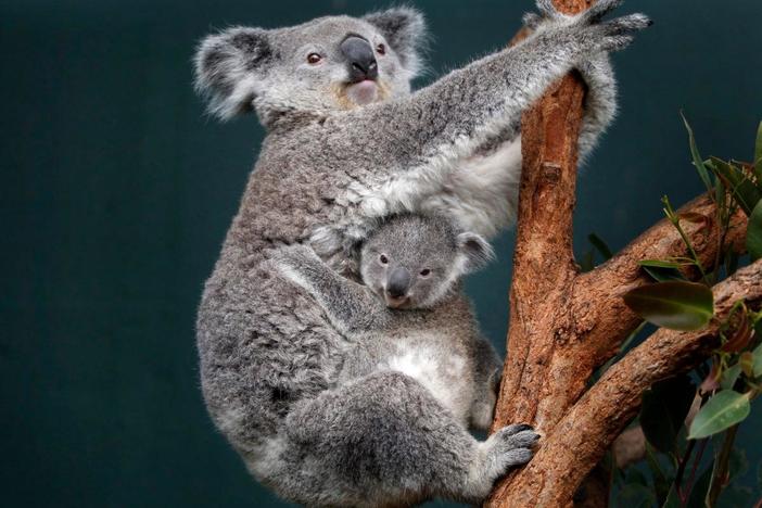 Australia's effort to revert koala extinction
