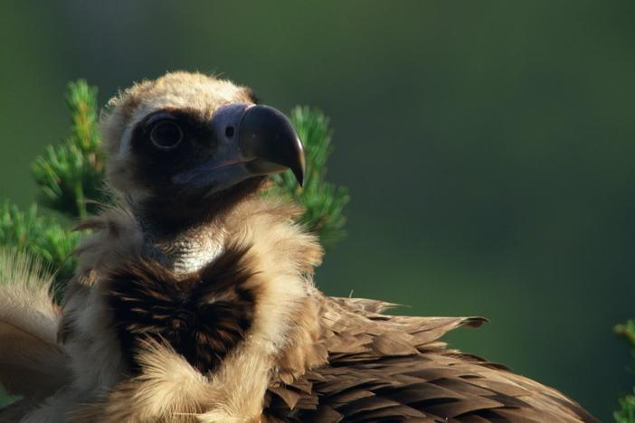 Slow-motion footage of baby birds helps scientists uncover how their ancestors took to the skies.