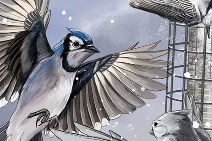 Bird Cams ha proporcionado una vista de pájaro a más de un millón de personas al año!