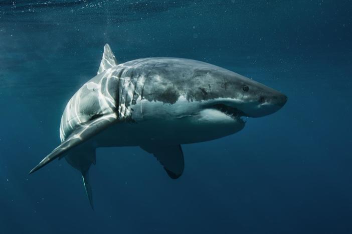 The Cape Cod coast is a perfect location for Great White Sharks to have a fall feast.