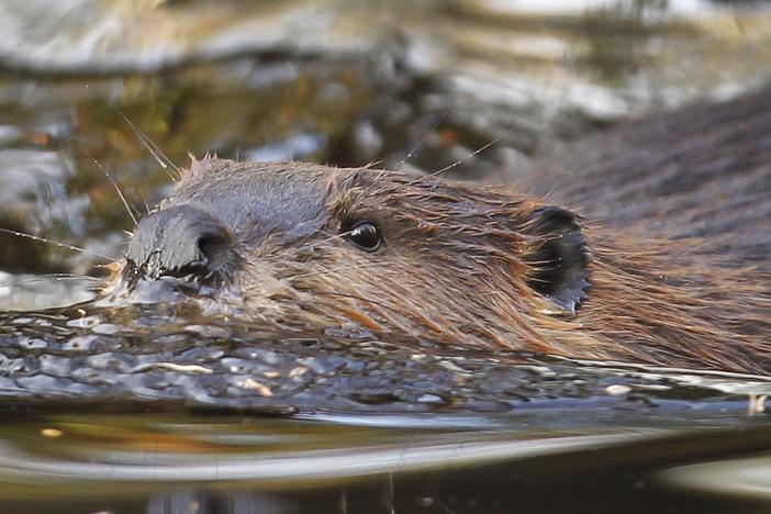 Why engineers are turning to beavers for insights into managing water resources