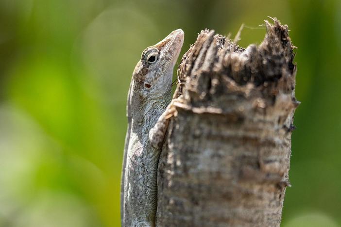 Anthony studies how Silver Key anoles keep up with destructive weather.