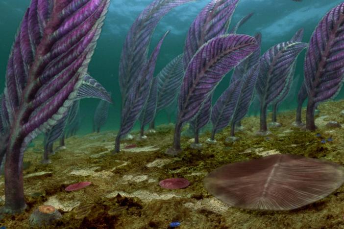 Fossils reveal how life’s explosion in the ocean was recreated on dry land.