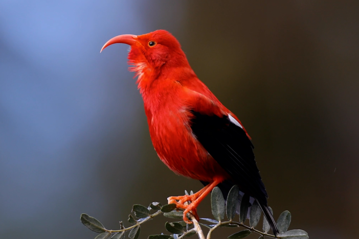 Is there hope for Hawaii’s endangered honeycreepers?
