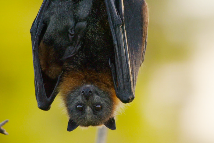 The only way to really understand the world of flying foxes is to see it from their eyes.