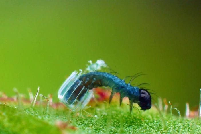 Watch a newborn caterpillar emerge from an egg the size of a pinhead.