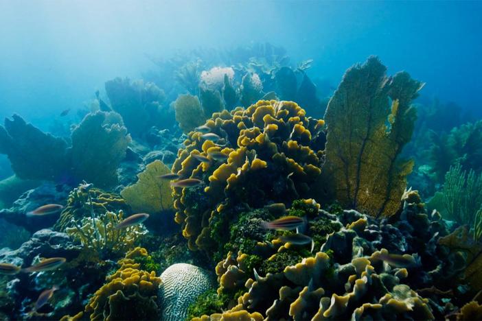 In October 2019, tragedy strikes the Cayman Crown. But then a miracle occurs.