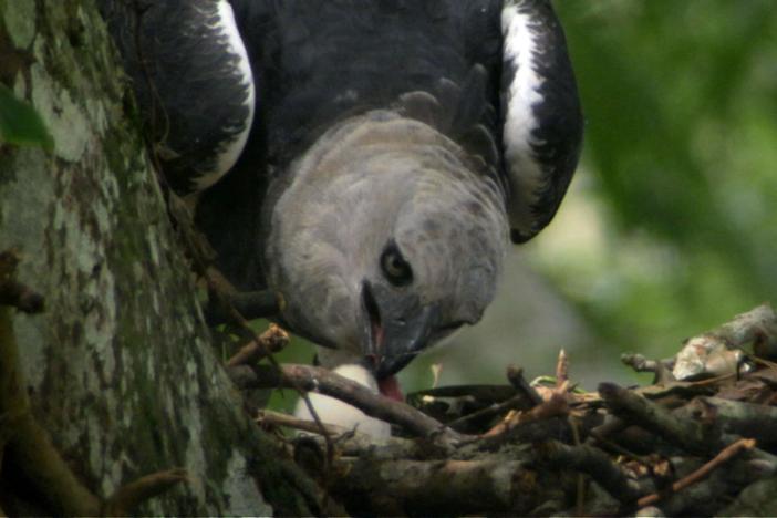 After three days of rain, a harpy mother is desperate to feed her hungry chick.