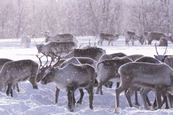 Castrating male reindeer helps to maintain the diversity of the tundra — but how?