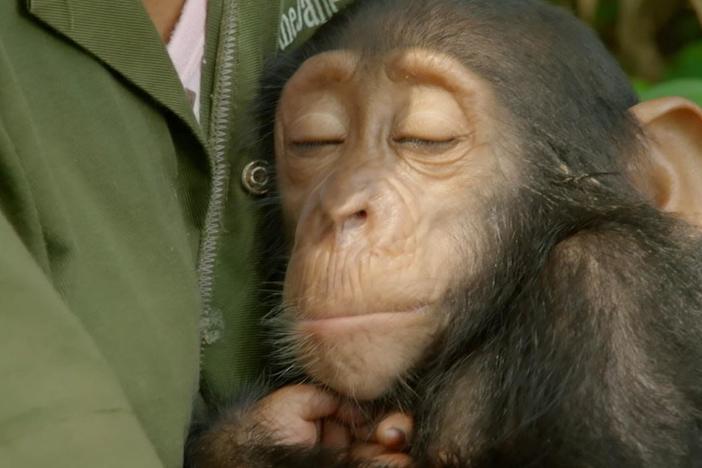 Just like their human counterparts, baby chimps need a little TLC.