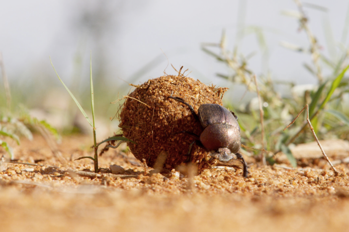 A dung beetle is a walnut-sized package of determination.