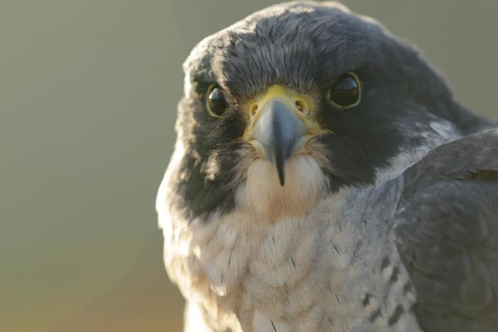 See the world through the eyes of nature’s fastest animal: the peregrine falcon.