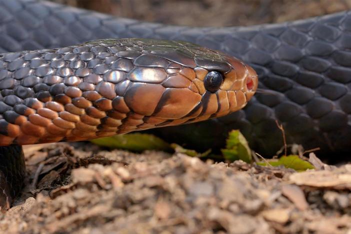 These two reptiles keep an entire pine forest held together.