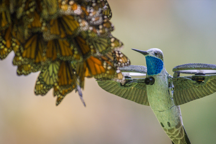 Spy hummingbird ventures into the heart of a breathtaking monarch butterfly swarm.