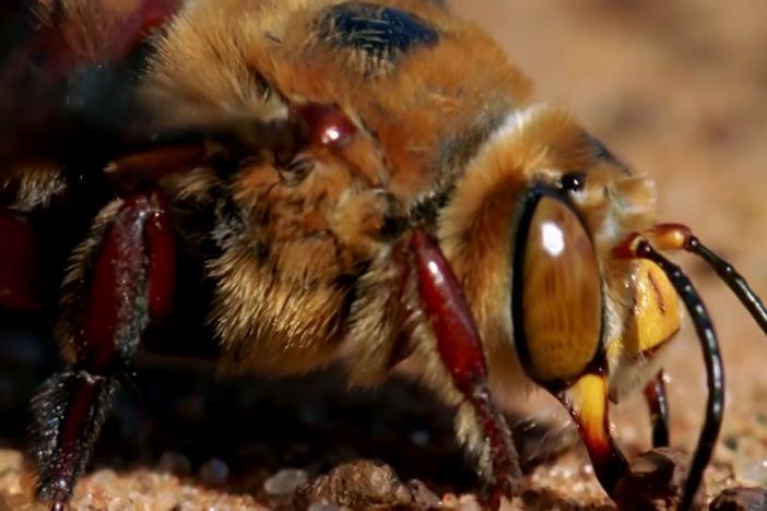 A frenzy of male bees smothers a female in an attempt to mate.