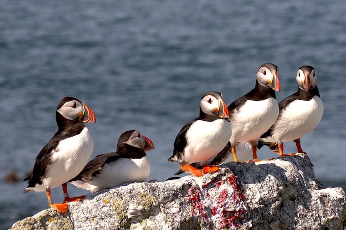 As Maine's waters warm, vulnerable puffin population faces a new threat