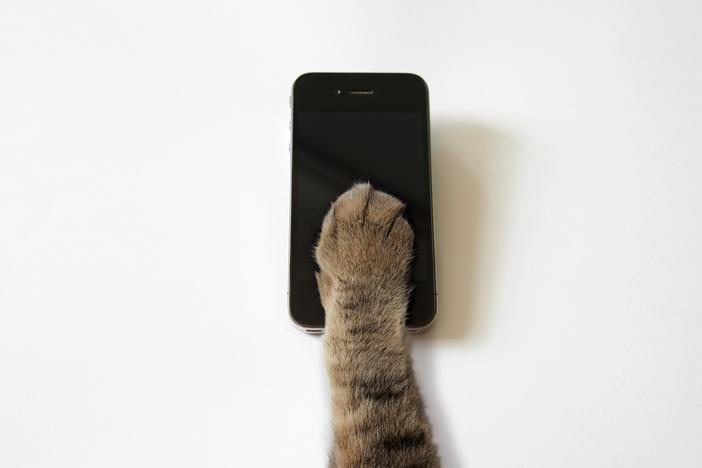 Why we should be more like cats than dogs when it comes to social media