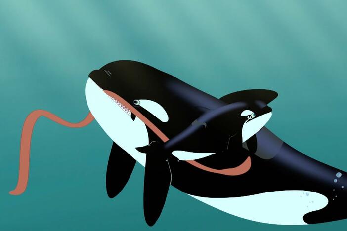 An orca calf is preyed on by a giant squid, but the older orcas manage to protect it.