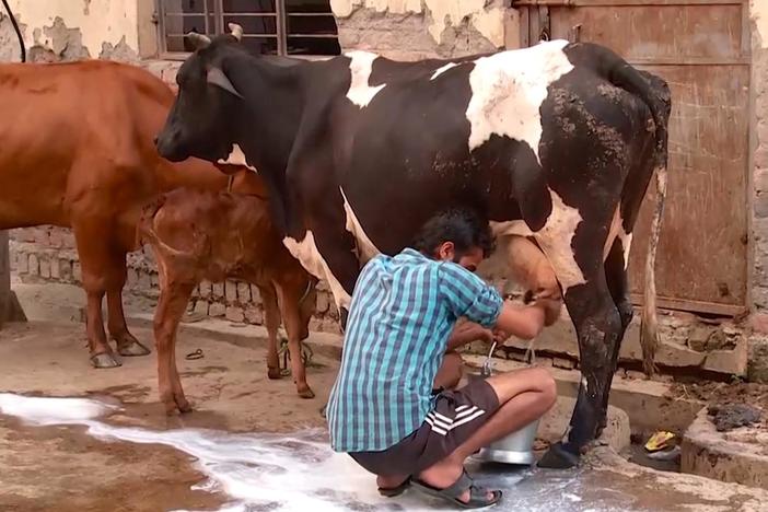 Recent violence traces back to an age-old conflict over the sacredness of cows in Hinduism