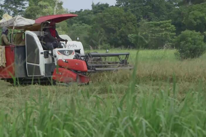 How efforts to send Haiti cheap rice made it hard for the nation to produce its own