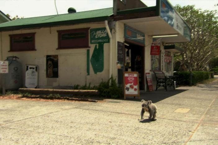 An examination of how koalas have adapted to their new suburban environment.