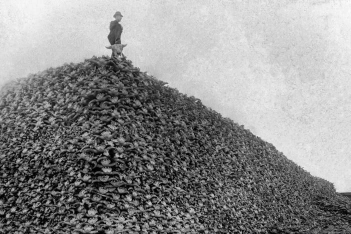 The scale of wild animal loss during the 1800s is the largest in known human history.