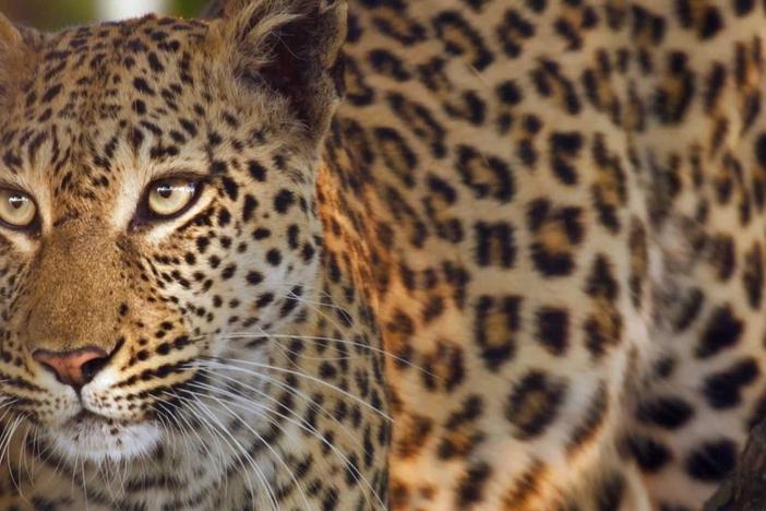 This situation gets critical for Xudum the leopard who desperately needs to feed.