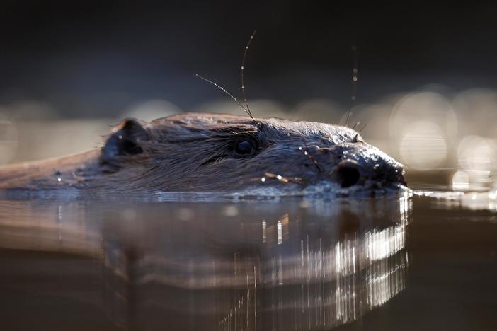 Wild beavers return to England’s countryside centuries after their extinction