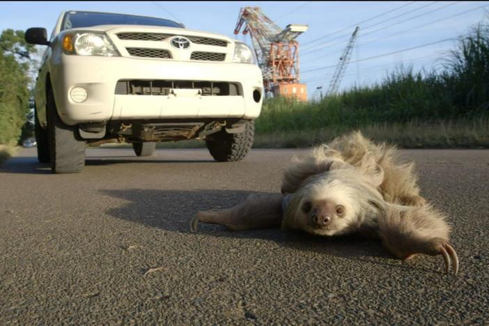 Crossing the road can be dangerous for the sloths. Fortunately, there are people to help. 
