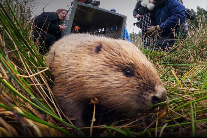 The return of landscape-changing beavers brings chaos, controversy, and unique benefits.