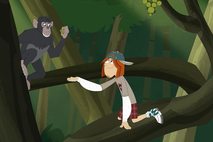 The team learn about Chimpanzee communication