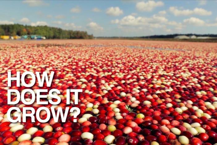 Go underwater and high overhead to bust the myths of how this native American fruit grows.