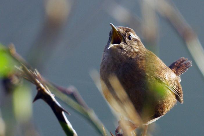 It was once thought that only male songbirds were capable of song.