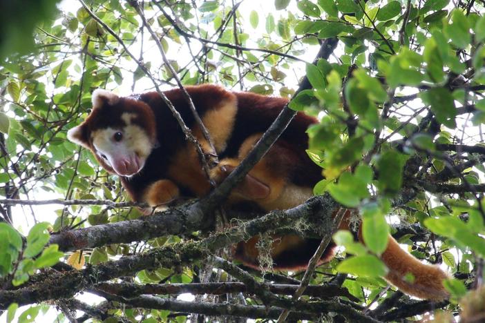 Studying these elusive animals is not as easy as it may seem.