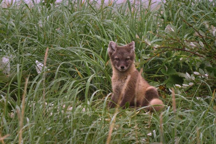 Find out how foxes are helping create lush gardens on the barren Arctic tundra.