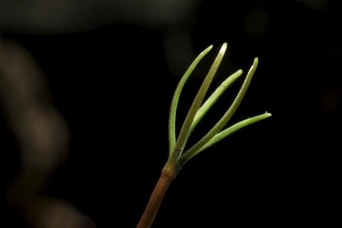 Learn how the destructive force of fire is necessary for new life. 
