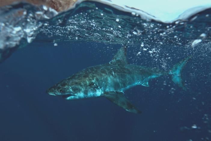 In the Pacific, the quest to multiply has spawned a stunning array of unusual behaviors.