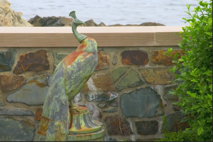 Old (peacock) tales from the sea!