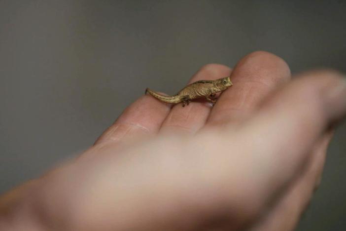 It's hard to imagine a chameleon this small!