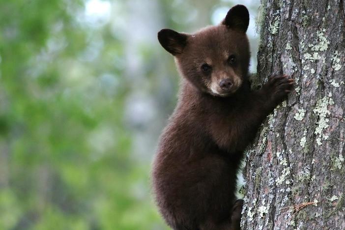Watch as these tiny cubs practice a vital survival skill.