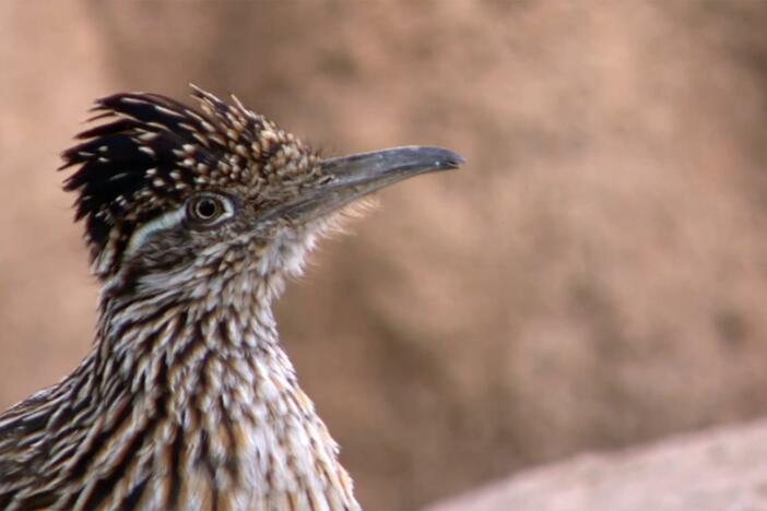 Chris and Martin encounter one of the fastest running birds – the roadrunner!
