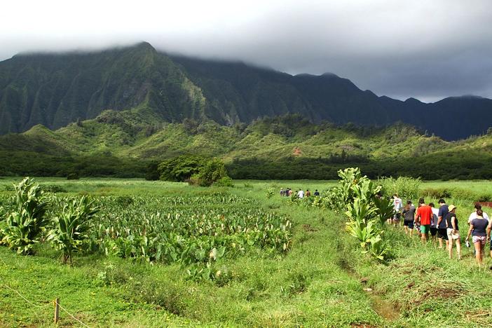 Much of Hawai’i’s food is imported but this farm uses sustainable agriculture practices.