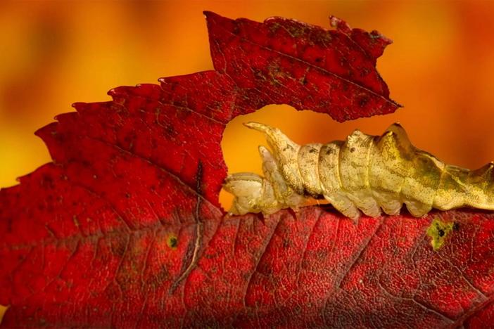 Get an up close look at how caterpillars feast on New England's foliage.