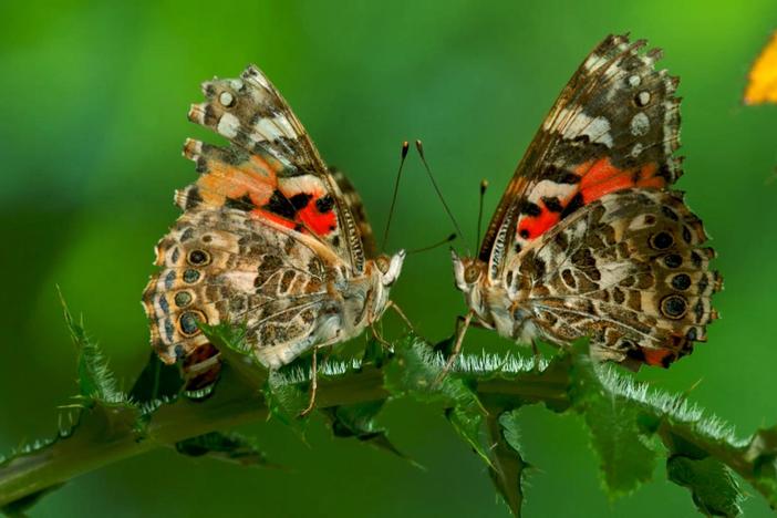 Did you know butterflies mate while facing away from each other?
