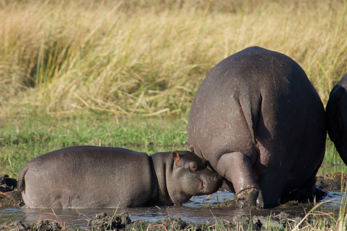 Weighing only 4% as much as an adult, a baby hippo is completely dependent on its mother.