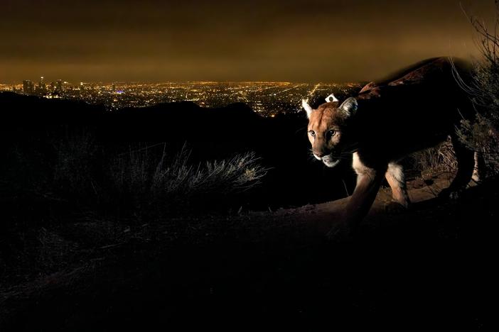 One cougar’s legacy in the heart of Hollywood.