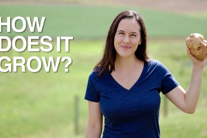 Follow America's favorite vegetable from field to factory.
