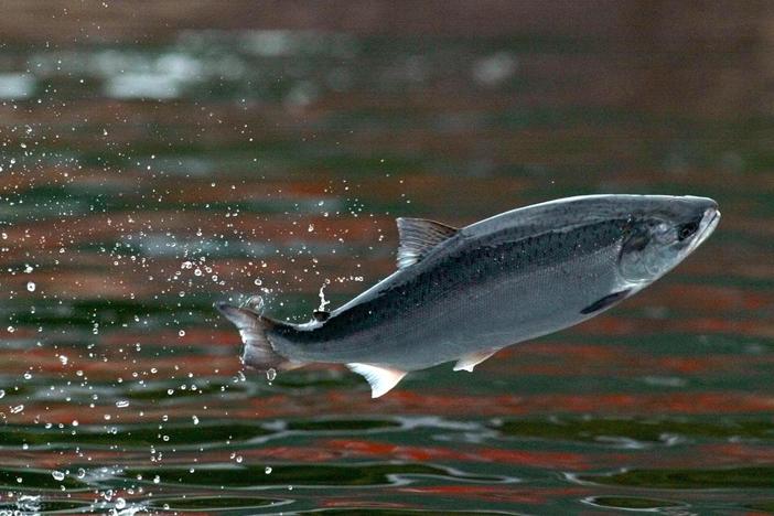 Salmon shortages in Alaska's Yukon River are changing Native ways of life